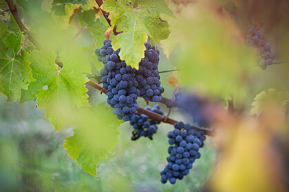 vignoble du château pichon baron